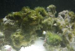 algs