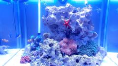 Видео - новый аквариум 140 литров