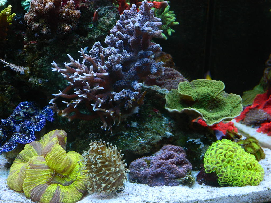 Определите какие организмы живут в аквариуме лабораторная. Павона коралл. Морской аквариум. Живые кораллы для аквариума. Композиция для морского аквариума.