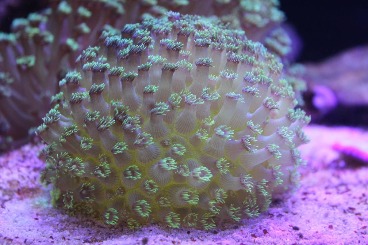 Coral h. Актиния пузырчатая. Актиния зеленая пузырчатая. Актиния пузырьковая. Актиния пузырчатая розовая.