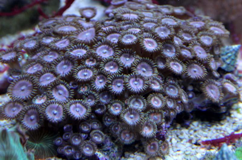 Coral 12