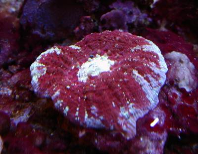 Acanthastrea maxima.JPG