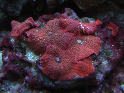 Discoactinia_M_.JPG