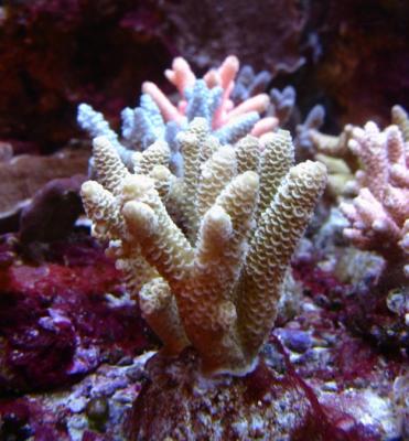 Acropora_.JPG