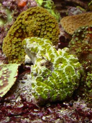 Acanthastrea_M Turbinabia yellow.JPG