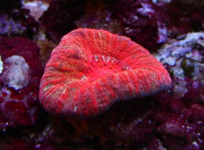 Acanthastrea maxima_.JPG