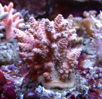 Acropora.JPG