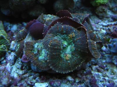 Discoactinia_M.JPG