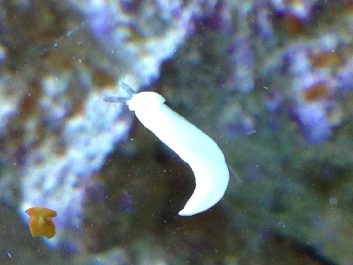 Белые черви аквариумные улитки