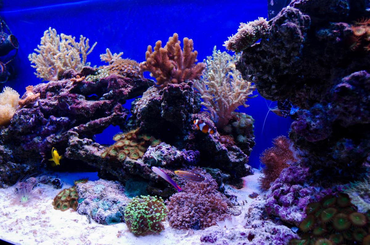 Reefcentral. Морской аквариум. Морской аквариум 120 литров. Домашний риф. Течение в морском аквариуме.