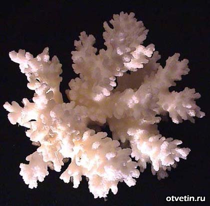 Коралловый декор: как сделать кораллы своими руками