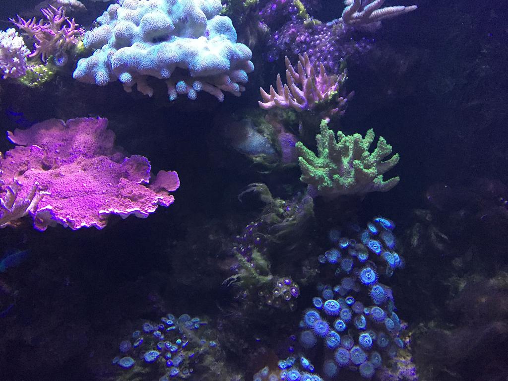 Reefcentral. Нежелательные кораллы в морском аквариуме. Нитка в морском акватме. Ниточка в морском аквариуме.