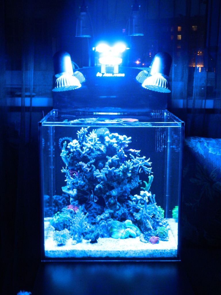 Отключили свет аквариум. Морской аквариум Aqua medic Blenny 80л. Люминесцентных лампы 2 g11 для морского аквариума. Аквариум 400л. Светильник морской Aqua medic Ocean Light.