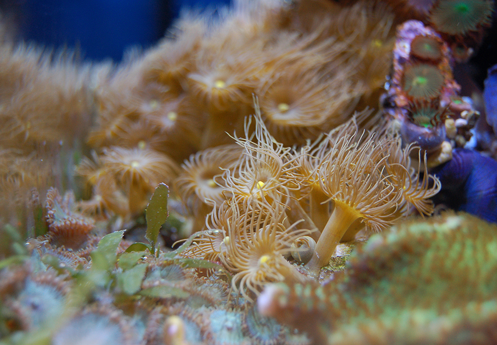 Бурые диатомовые водоросли. Диатомовые водоросли в морском аквариуме. Бриопсис. Нитчатые водоросли в морском аквариуме. Бриопсис в морском аквариуме.