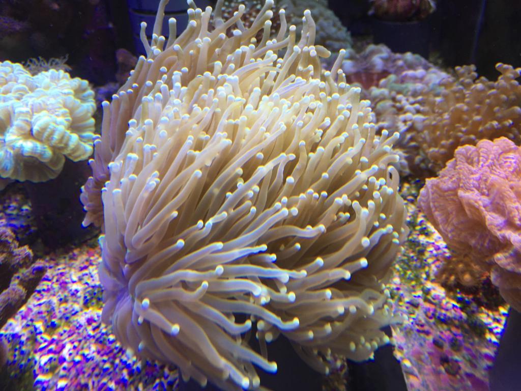 Coral спб