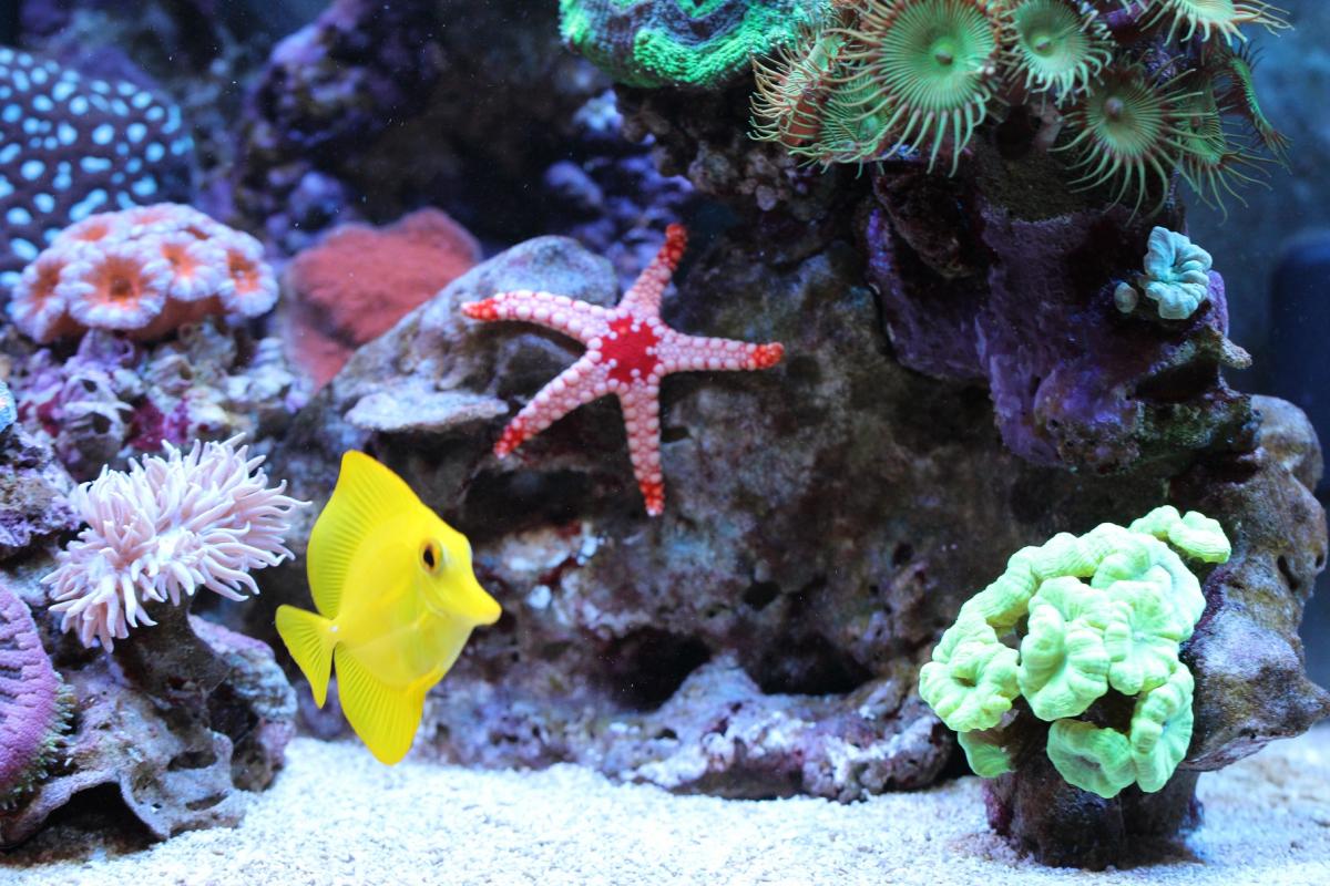 Морские рыбки купить. Морской аквариум. Аквариумные морские звезды. Красивый морской аквариум. Маленький морской аквариум.