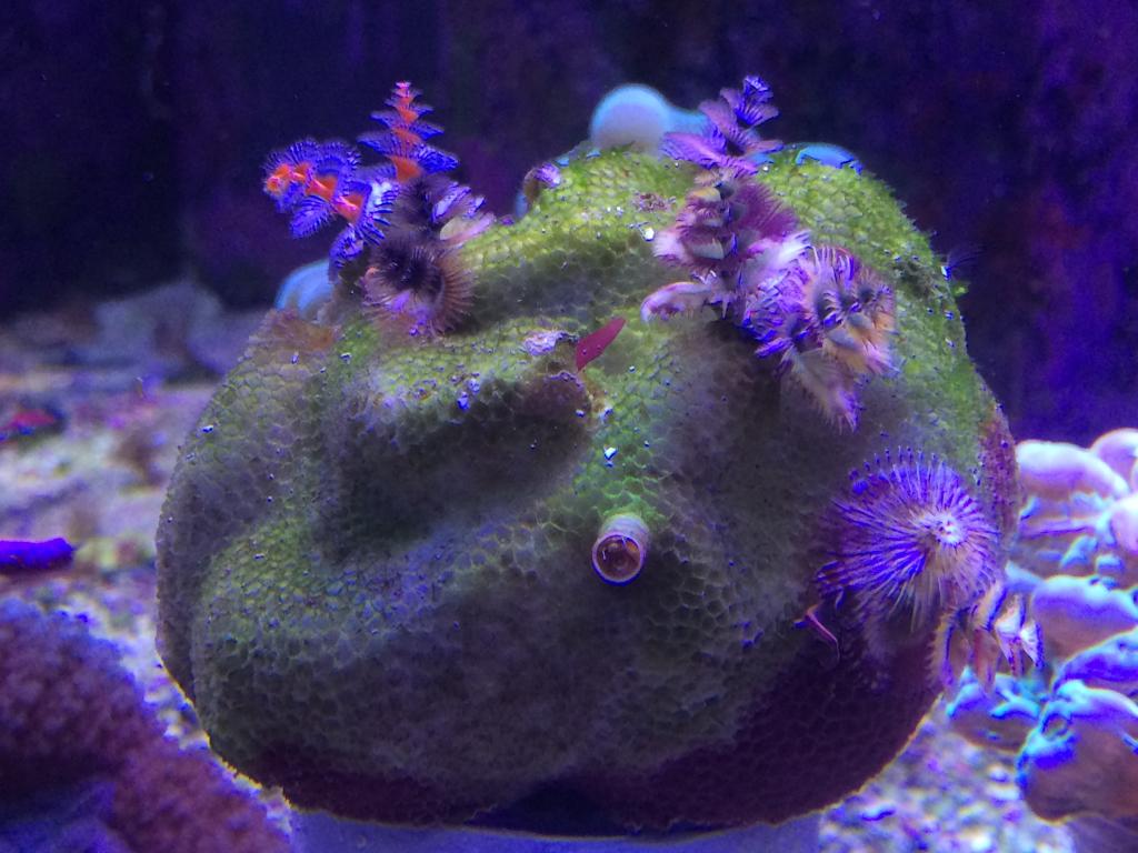 Морские живые камни. Велсофиллия коралл. Коралл камень мозговик. Морской аквариум.