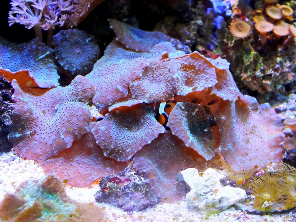 Морской гриб инадзума где. Морской гриб. Морские аквариумные грибы. Грибы морской аквариум. Морской гриб красный.