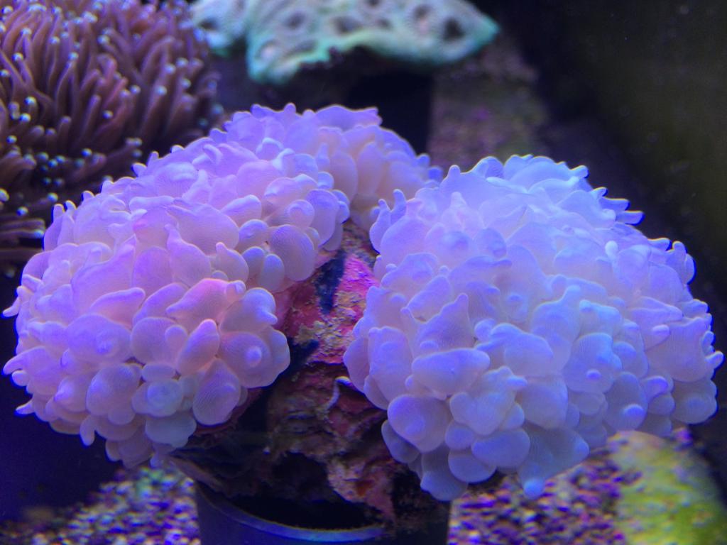 Морские живые камни. Морские кораллы. Живые кораллы. Кораллы в морском аквариуме. Синий коралл.