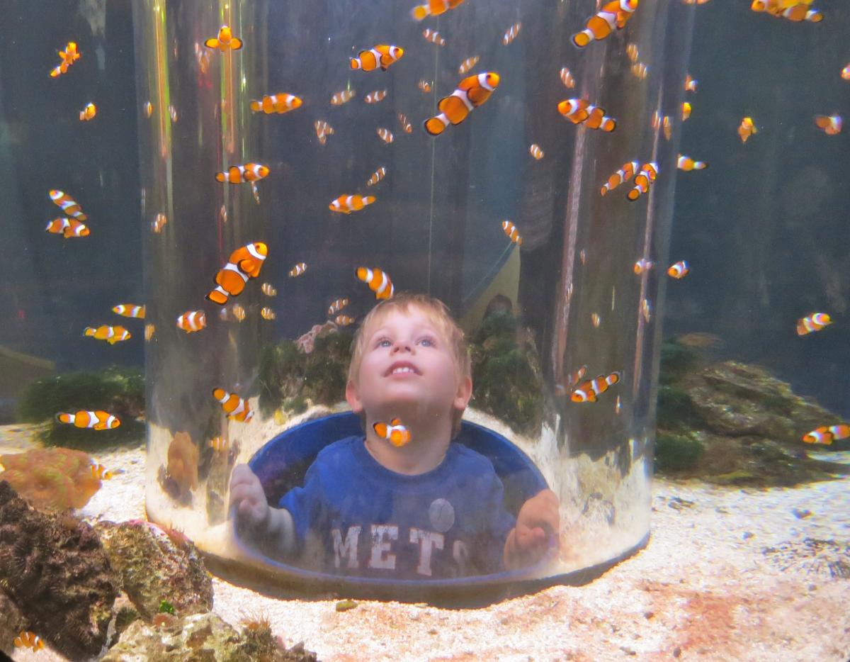Мама рыба ребенок рыба. Прикольные аквариумы. Аквариум с рыбками для детей. Фотосессия с рыбкой в аквариуме. Человек в аквариуме.