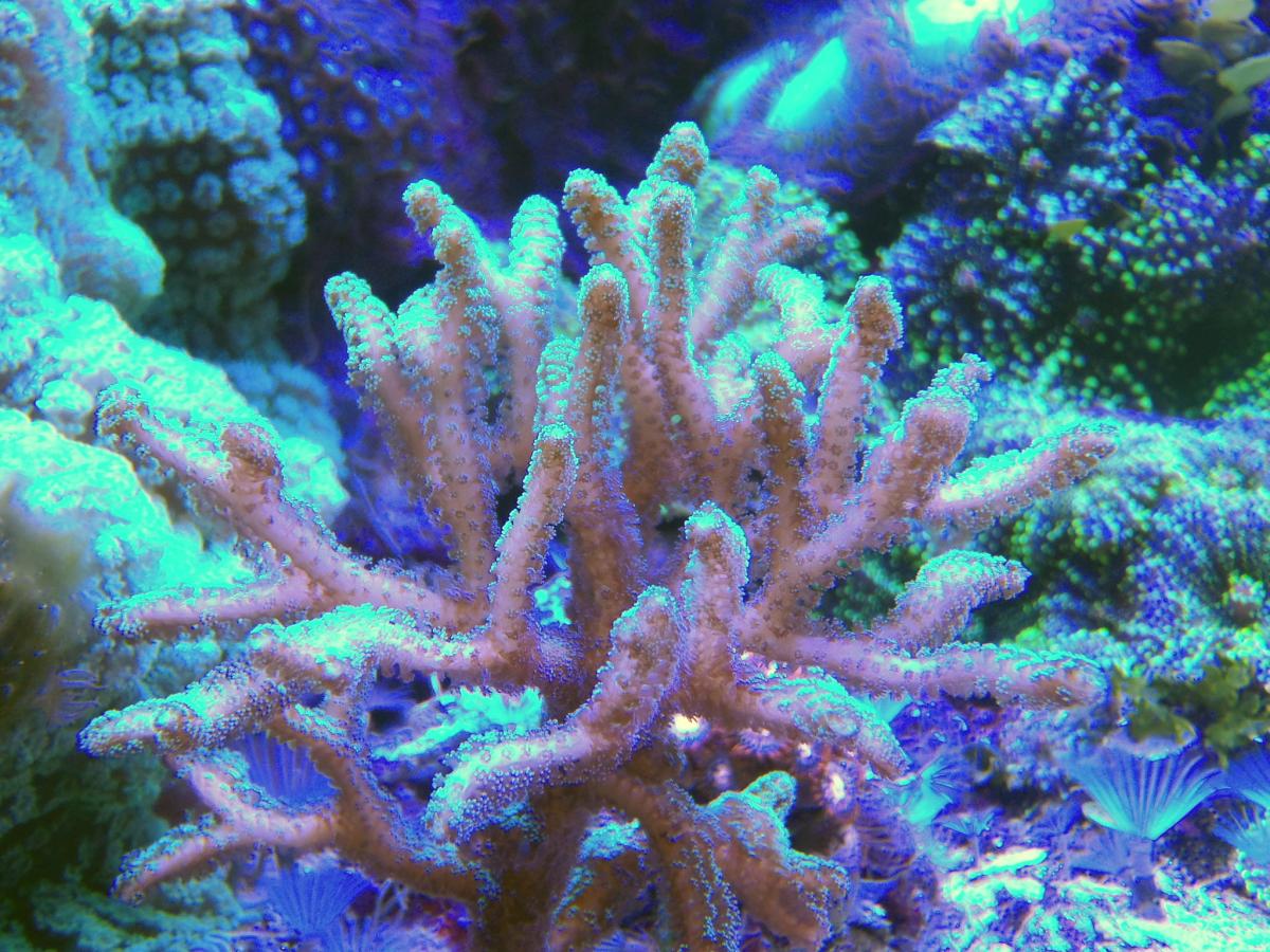 Coral h. Коралловые полипы Кишечнополостные. Мозговик коралл Кишечнополостные. Колониальные коралловые полипы. Шестилучевые коралловые полипы.