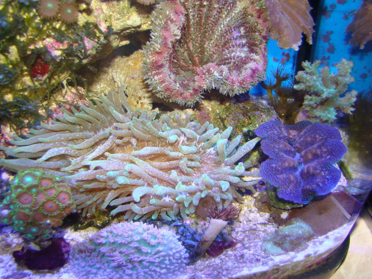 Reefcentral. Морской аквариум Resun 500. Resun-DMS-500. Айптазия в морском аквариуме. Паразиты в морском аквариуме.