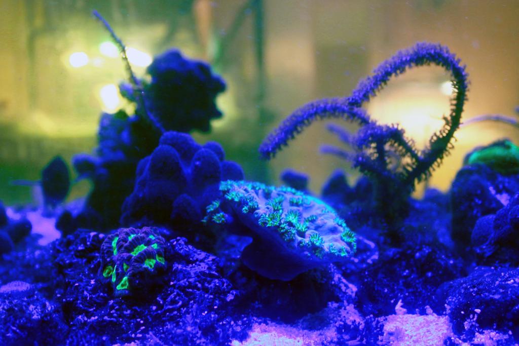 Определите какие организмы живут в аквариуме лабораторная. Синька для аквариума. Трёхмерной системы несветящихся цветов.. Аквариум лабораторная диагностика. Цвета света в морском аквариуме по времени суток.