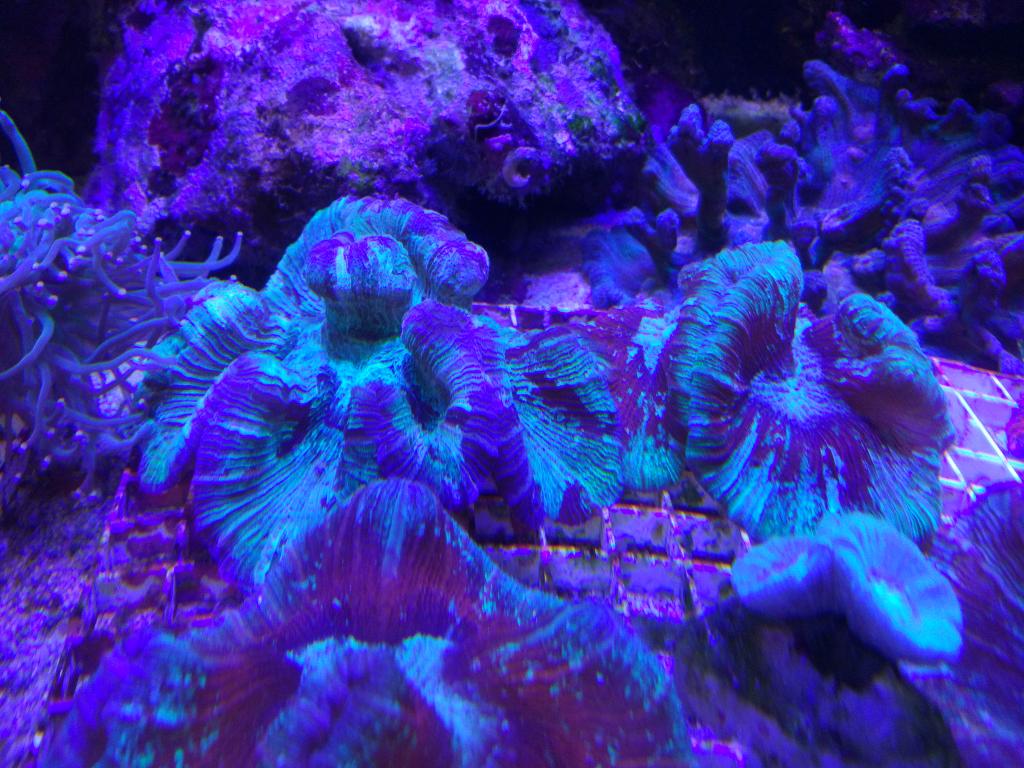 Reefcentral. Светящийся коралл. Люминесцентные кораллы. Кораллы светятся. Люминесценция кораллов.