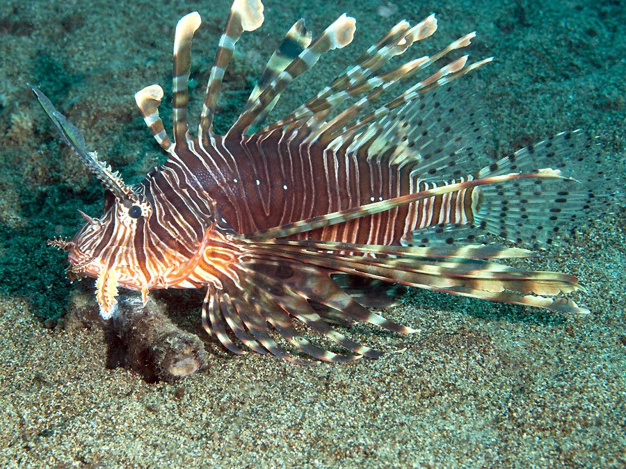 4 крылатка. Рыбка крылатка-Зебра чернополосая. Pterois russelii. Крылатка ареал. Скорпенообразные.