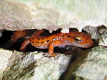 Cave_Salamander_(Eurycea_lucifuga)01.jpg