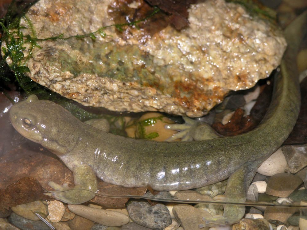 Семиреченский лягушкозуб, Ranodon sibiricus