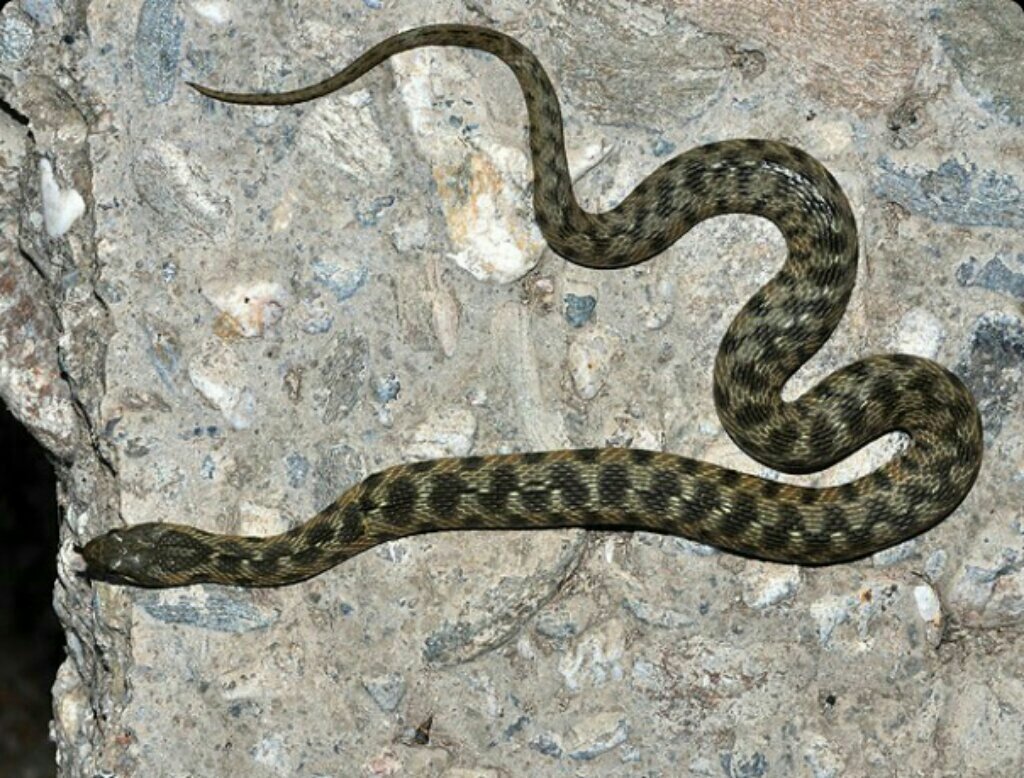 Змеи какое семейство. Гадюковый уж. Уж водяной Natrix tessellata (Laurenti, 1768),. Гадюка полоз уж. Водяной уж бычколов.