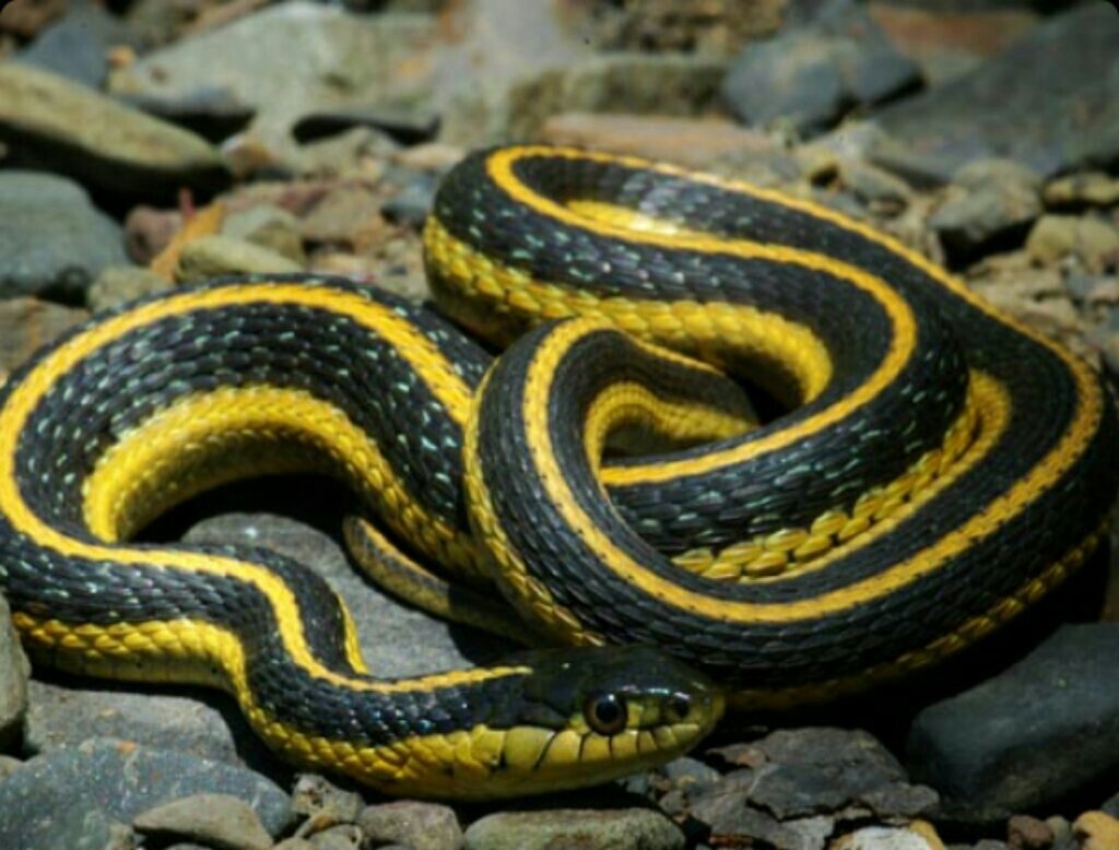 Змеи с полосками на спине. Thamnophis atratus. Калифорнийская подвязочная змея. Крайт змея. Западная подвязочная змея (Thamnophis elegans)..