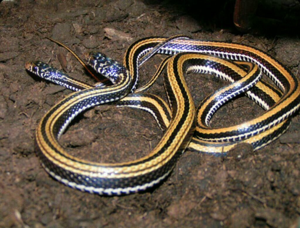 Змеи с полосками на спине. Xenochrophis vittatus. Полосатый полоз. Полосатые змеи. Азиатский полосатый уж.