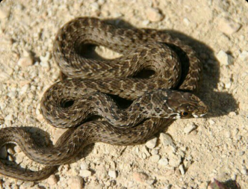 Змей астраханской области. Malpolon monspessulanus. Ящеричная змея (Malpolon monspessulanus). Полоз змея Астраханский. Ядовитые змеи Волгоградской области.