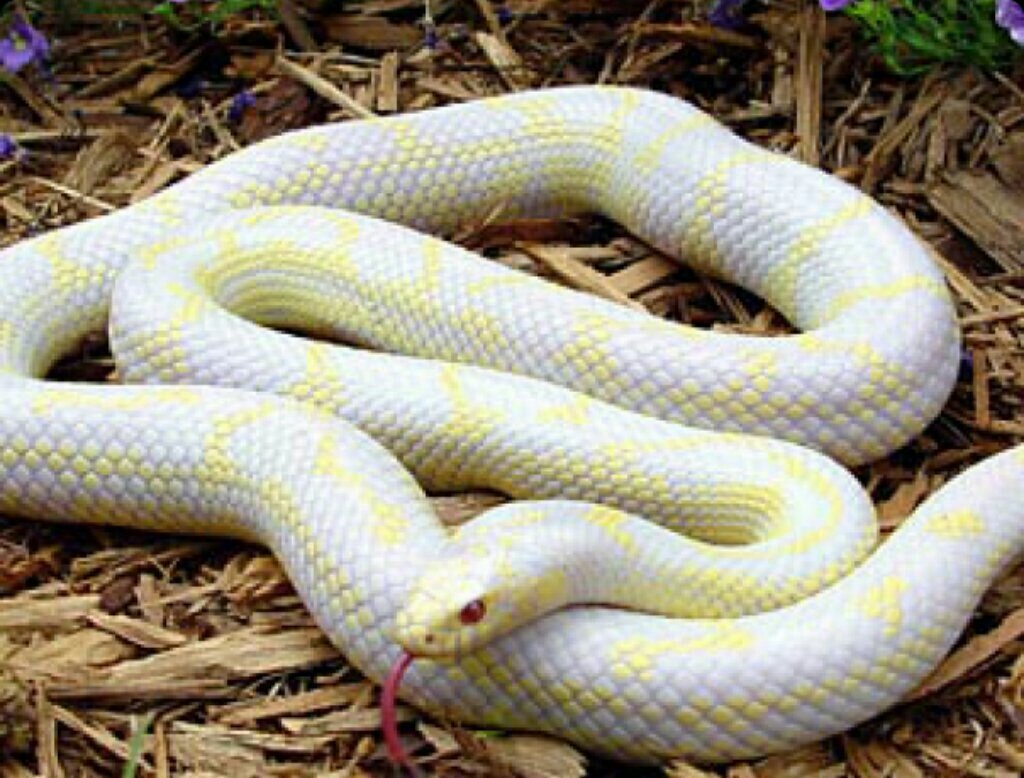 Змея калифорнийская поперечнополосатая - альбинос (Lampropeltis getulus cal...