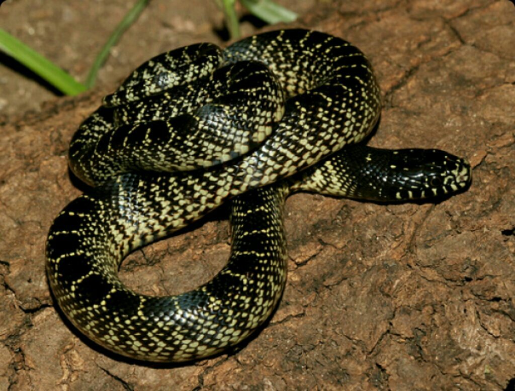 Королевская змея великолепная Lampropeltis