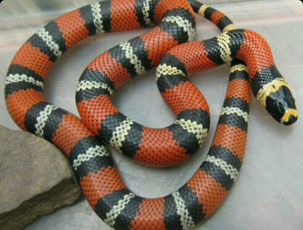 Королевская змея (Lampropeltis)