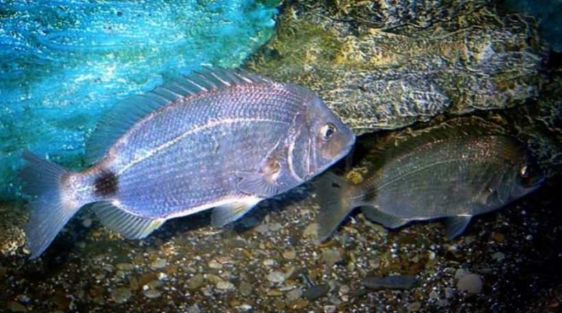 Ласкирь донской фото рыба