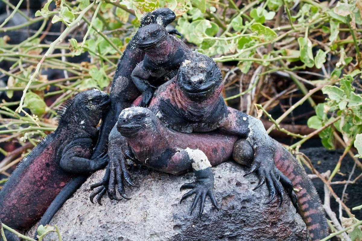 morskaja-iguana-neobychnyj-obitatel-galapagoss-animal-reader.ru-005.jpg
