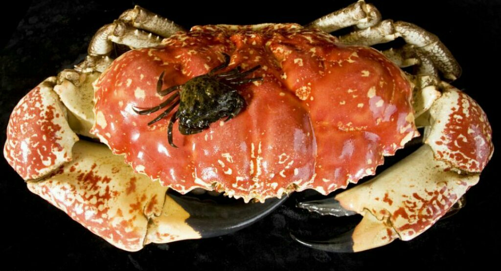 Краб тасманский гигантский (Pseudocarcinus gigas/Tasmanian giant crab) -  Биология и содержание прочих морских «беспов» - МОРСКОЙ АКВАРИУМ - форум  Аква Лого