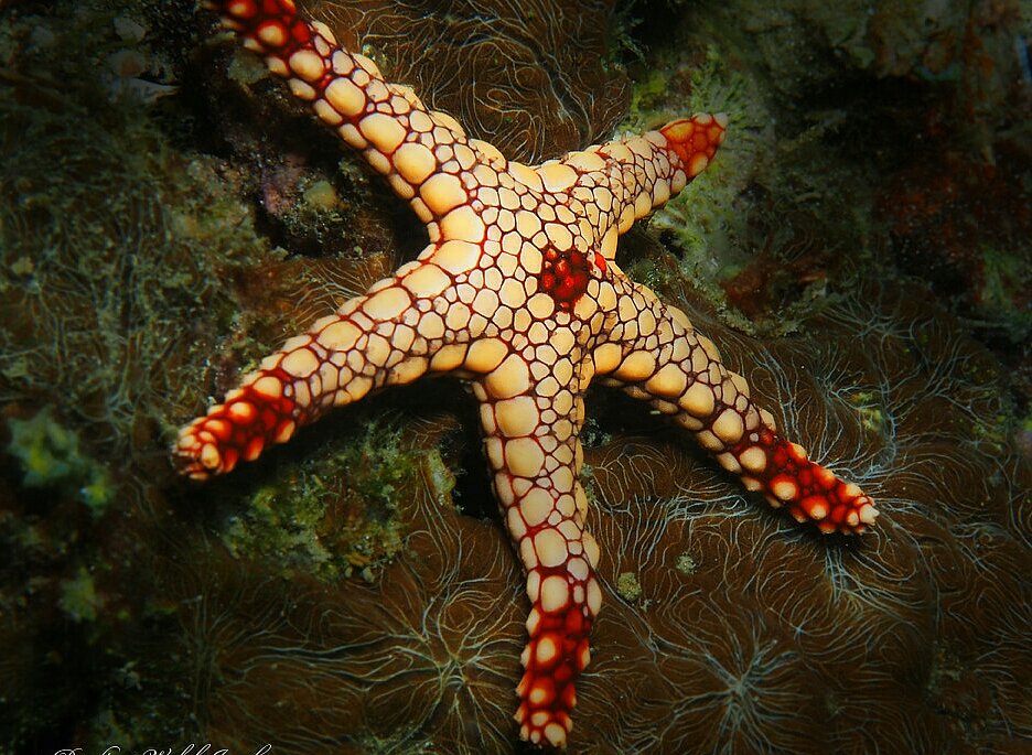 7 звезд морское. Fromia monilis. Морская звезда. Аквариумные морские звезды. Королевская морская звезда.
