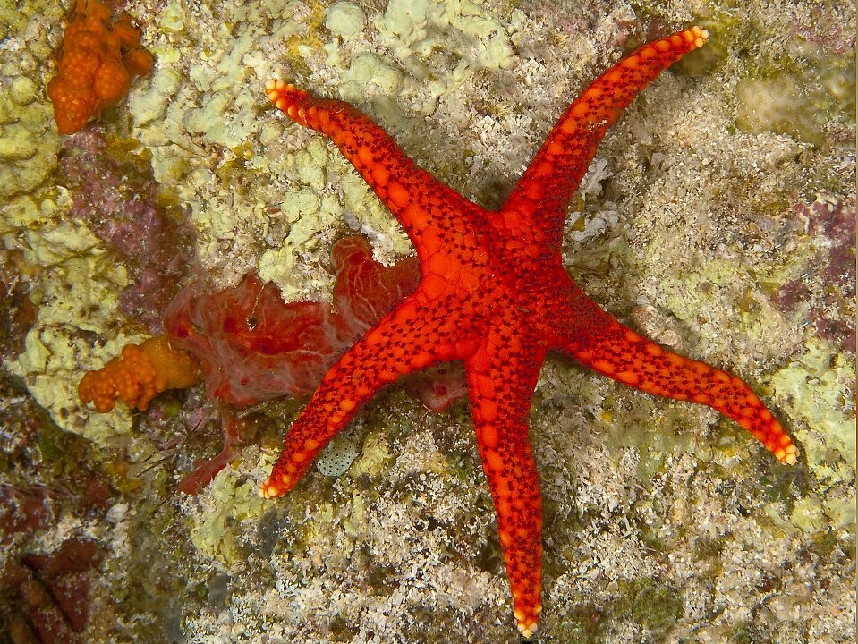 Морские звезды бассейн. Пятиконечная морская звезда. Звезда фромия. Морская звезда Формия красная. Звезда фромия красная.