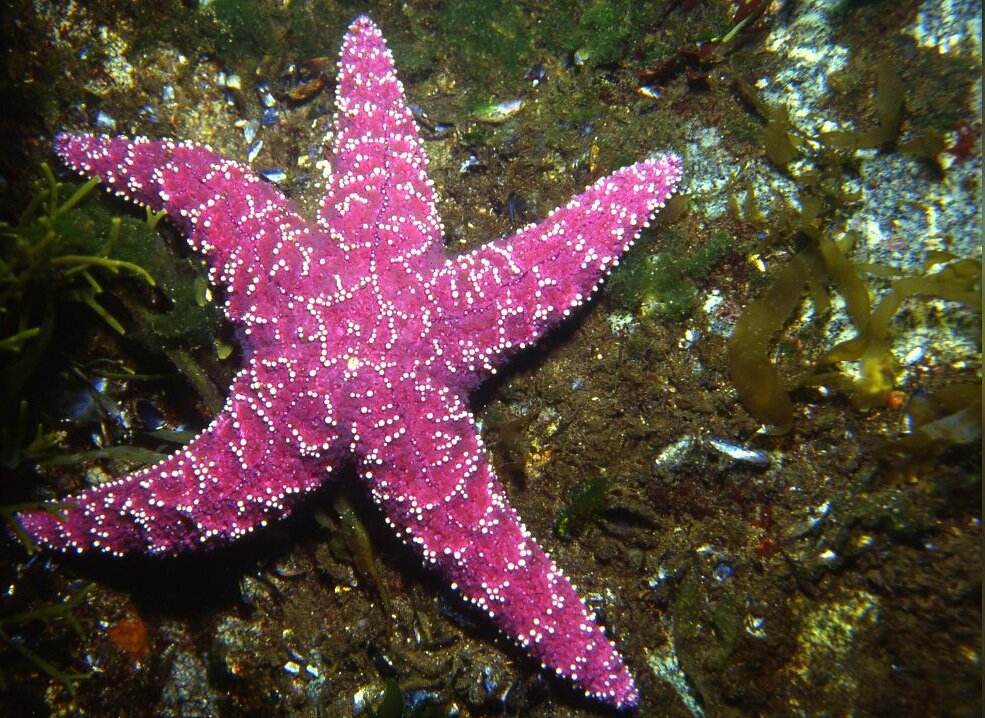 Фиолетовая морская звезда. Морская звезда ПИЗАСТЕР. Цветок «морская звезда» (Starfish Flower). Морские звезды японского моря. Фиолетовая морская звезда японское море.