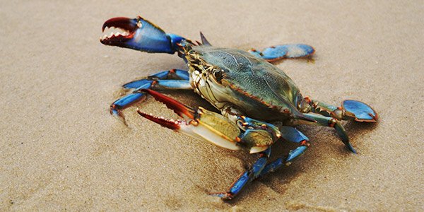 invertebrate_blue-crab_molefranz-GettyImages_600x300.jpg