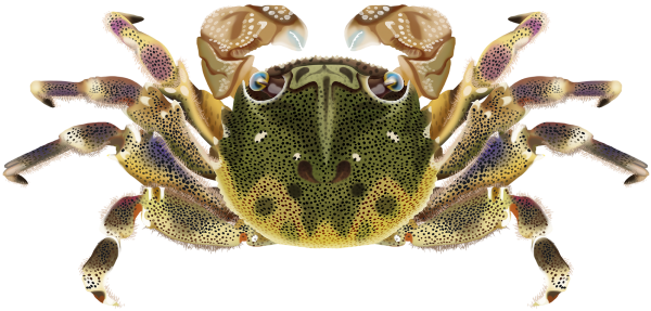 Sowrie-Crab-Marinewise-600x287.png