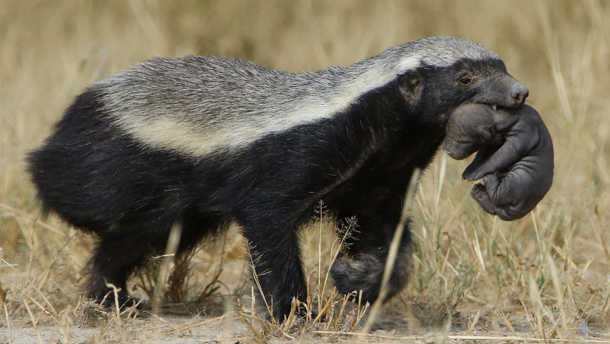 1820px-Honey_badger,_Mellivora_capensis,_carrying_young_pup_in_her_mouth_at_Kgalagadi_Transfrontier_Park,_Northern_Cape,_South_Africa_(34059940553).jpg