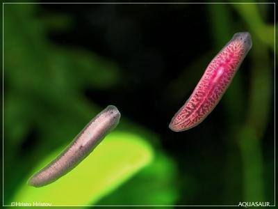 Planaria_SEX_3.jpg