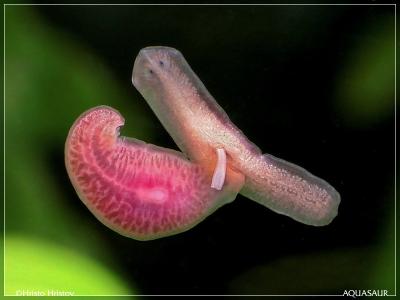 Planaria_SEX_6.jpg