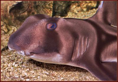 Horn_Shark.jpg